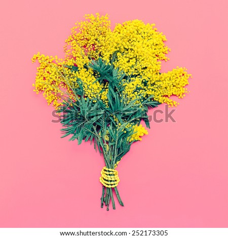 Yellow Mimosa bouquet on pink background, the symbol of International Women's Day.