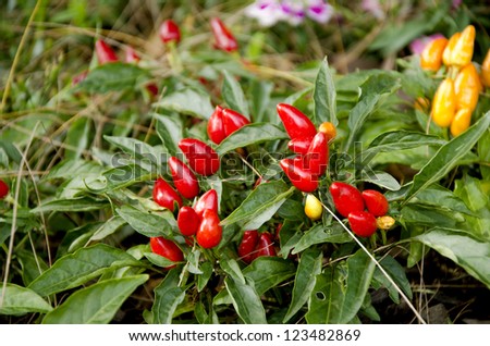 Resultado de imagen de Capsicum frutescens