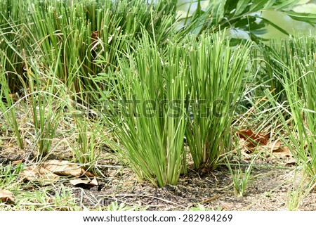 TỨ TUYỆT HOA - Page 13 Stock-photo-vetiver-grass-vetiveria-zizanioides-282984269