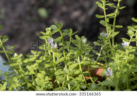 colchicine binding site colchicine price canada
