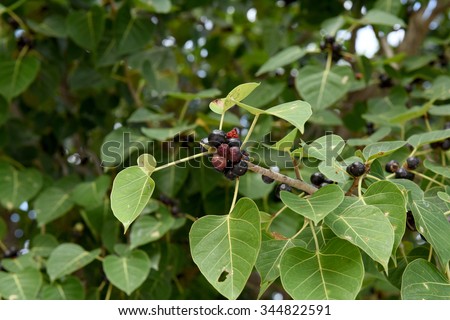 Bodhi Tree Stock Images, Royalty-Free Images & Vectors ...