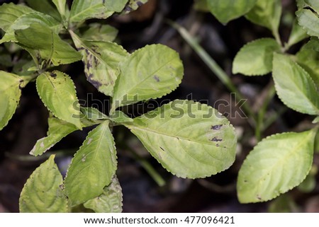 Cusia Stock Images Royalty-Free Images Vectors Shutterstock