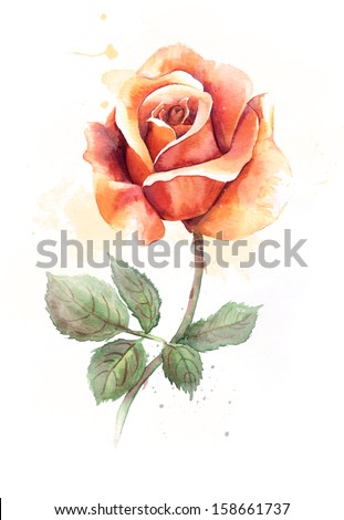 Watercolor Orange Rose Stock Illustration 158661737 - Shutterstock