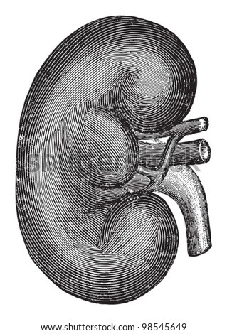 Kidney Drawing Stock Images, Royalty-Free Images & Vectors ... spleen diagram project 