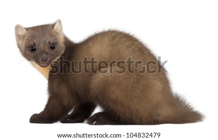 Marten Stock Photos, Images, & Pictures | Shutterstock