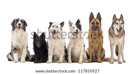 Australian Shepherd Belgian Shepherdgroenendael Border Collie ...