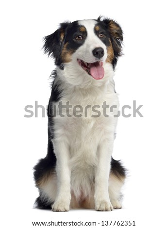 1 month old australian shepherd australian shepherd stock images royalty free images u0026 vectors 1 month old australian shepherd australian shepherd stock images royalty free images u0026 vectors