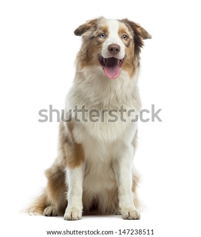 australian shepherd 4 months old australian shepherd stock images royalty free images u0026 vectors australian shepherd 4 months old australian shepherd stock images royalty free images u0026 vectors
