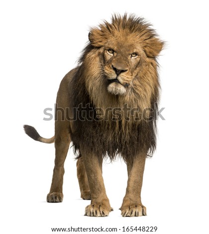 Lion Isolated Stock Photos, Images, & Pictures | Shutterstock