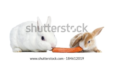 Rabbit With Carrot Stock Images, Royalty-Free Images & Vectors