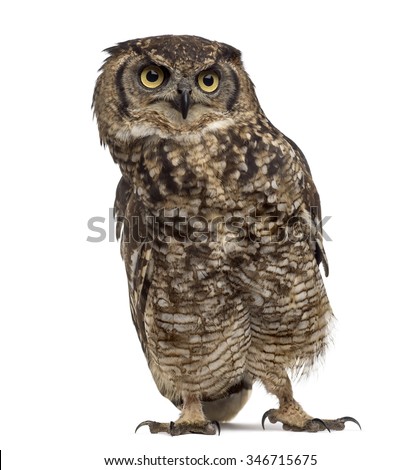 the background of the nocturnal bird northern spotted owl Northern spotted owl the northern spotted owl is a nocturnal perch-and-pounce predator that captures its prey is hard for the young birds. the background of the nocturnal bird northern spotted owl Northern spotted owl the northern spotted owl is a nocturnal perch-and-pounce predator that captures its prey is hard for the young birds.