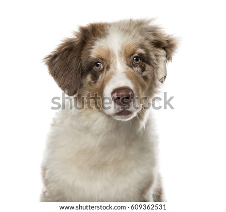 australian shepherd 4 months size puppy 4 months old stock images royalty free images u0026 vectors australian shepherd 4 months size puppy 4 months old stock images royalty free images u0026 vectors