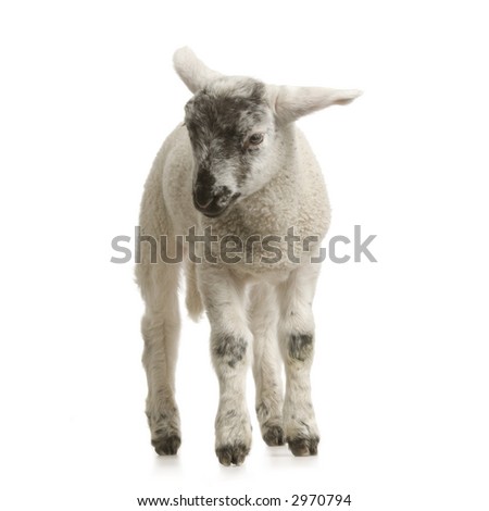 Lamb Standing Up Isolated On White Stock Photo 2970790 - Shutterstock