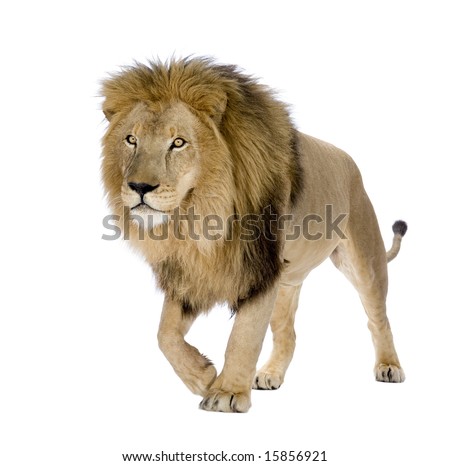 Lion Isolated Stock Photos, Images, & Pictures | Shutterstock