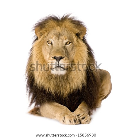 Lions Stock Photos, Images, & Pictures | Shutterstock