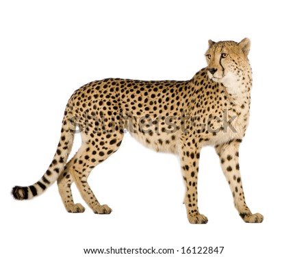 Cheetah Isolated Stock Photos, Images, & Pictures | Shutterstock