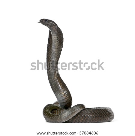 Egyptian cobra Stock Photos, Images, & Pictures | Shutterstock