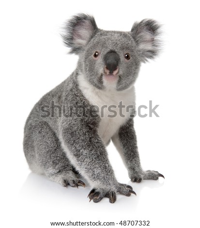 Young koala, Phascolarctos cinereus, 14 months old, sitting in front of white background
