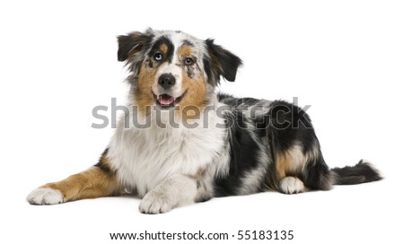 australian shepherd 4 months size australian shepherd stock images royalty free images u0026 vectors australian shepherd 4 months size australian shepherd stock images royalty free images u0026 vectors