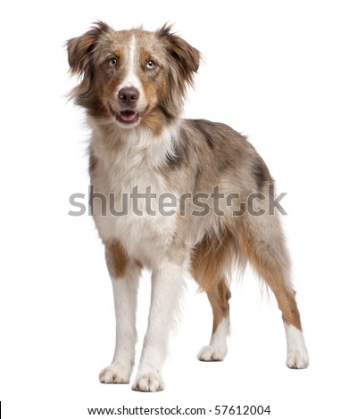 stock-photo-australian-shepherd-dog-standing-in-front-of-a-white-background-57612004.jpg