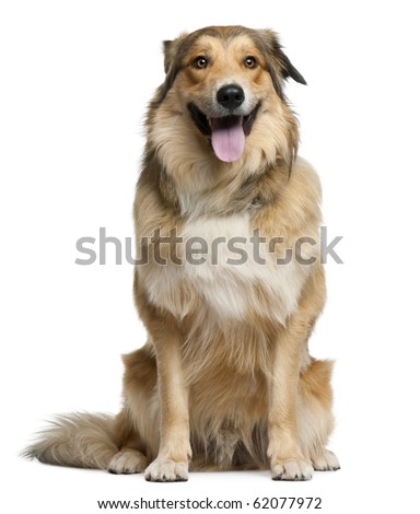 australian shepherd and golden retriever golden retriever 1 half years old stock photo 65350843 shutterstock australian shepherd and golden retriever golden retriever 1 half years old stock photo 65350843 shutterstock