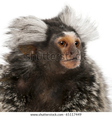 Cebuella Pygmaea Small Monkey White Fluffy Stock Photo 107306906 ...