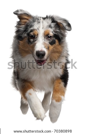 australian shepherd jumping fence dog jumping stock images royalty free images u0026 vectors shutterstock australian shepherd jumping fence dog jumping stock images royalty free images u0026 vectors shutterstock