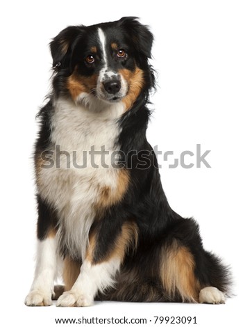 5 month old mini australian shepherd australian shepherd stock images royalty free images u0026 vectors 5 month old mini australian shepherd australian shepherd stock images royalty free images u0026 vectors