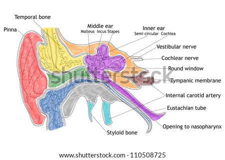 Eustachian Tube Stock Images, Royalty-Free Images & Vectors | Shutterstock