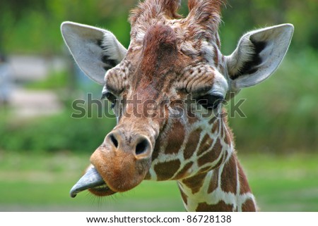 Giraffe Out Sticking Tongue Stock Photos, Images, & Pictures | Shutterstock