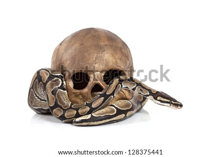 stock-photo-royal-python-snake-with-human-skull-on-white-128375441.jpg