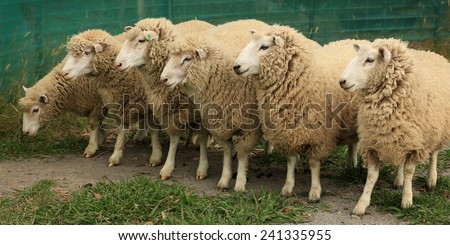 Sheep herd Stock Photos, Images, & Pictures | Shutterstock