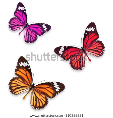 Stock Images similar to ID 56343148 - green pink and blue butterflies ...