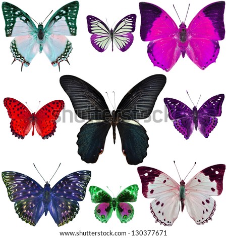 Big butterflies Stock Photos, Images, & Pictures | Shutterstock