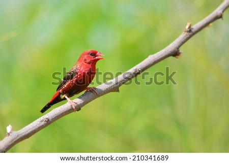 beautiful northern cardinal sitting in bare dogwood tree beautiful northern cardinal sitting bare stock photo 52964293 beautiful northern cardinal sitting in bare dogwood tree beautiful northern cardinal sitting bare stock photo 52964293