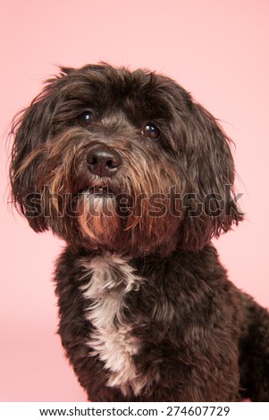 Tibetan Terrier Stock Photos, Images, & Pictures | Shutterstock