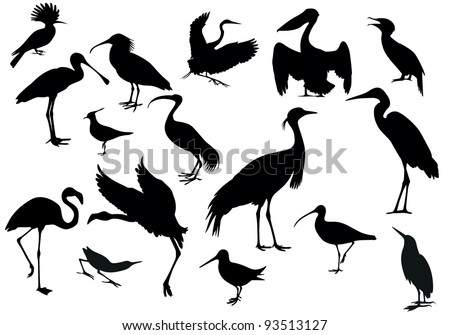 Water bird Stock Photos, Images, & Pictures | Shutterstock