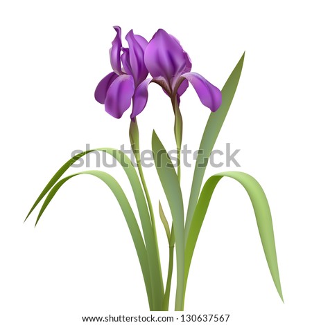 Purple Iris Flowers Isolated On White Stock Vector 130637567 - Shutterstock