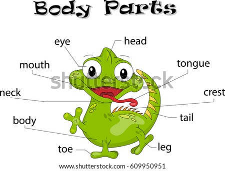 Iguana Body Parts Animal Anatomy English Stock Vector 586569140