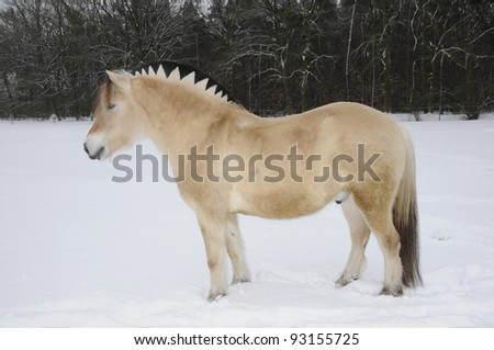 stock-photo-horse-93155725.jpg