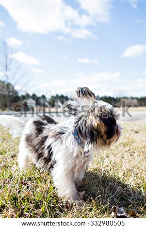 how to a yorkie puppy to outside cattle standing on white background stock photo 330078602 how to a yorkie puppy to outside cattle standing on white background stock photo 330078602