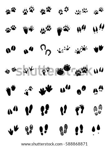 Vector Set Walking Jungle Animal Tracks Stock Vector 286474046 ...