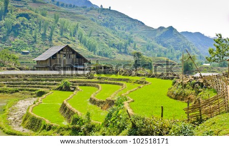 Wooden barn in rice terraced field, Vietnam