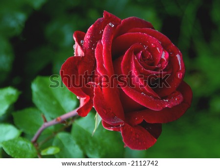 Garden Rose - stock photo