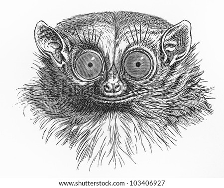 Vintage 19th Century Closeup Drawing Tarsier Stock Photo (Royalty Free ...