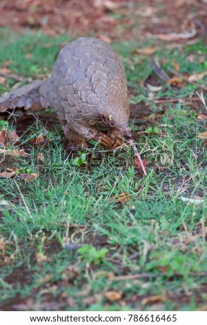 Pangolin Stock Images, Royalty-Free Images & Vectors | Shutterstock