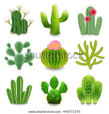 Cactus Flower Stock Images, Royalty-Free Images & Vectors | Shutterstock