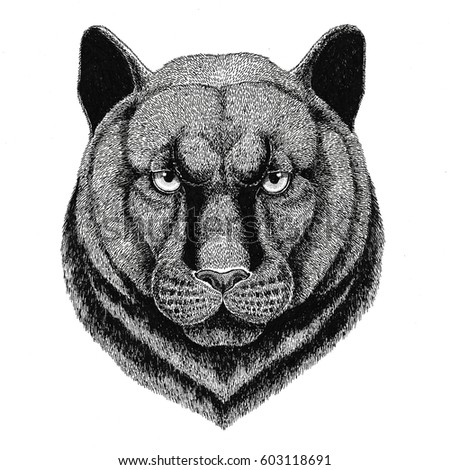 Panther Puma Cougar Wild cat Hand drawn vector image for tattoo, emblem, badge, logo, patch