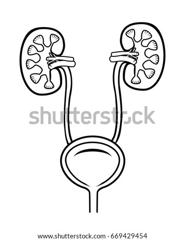 Download Vector Kidneys Urinary Tract Bladder On เวกเตอร์สต็อก ...