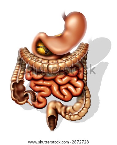 Human Digestive System Digestive Tract Alimentary Stock Vector